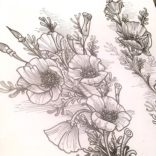 Some new ink designs from @chriscockadoodledo #etching #floraltattoo #blxckink #californiapoppies #nib #nibs #penandinkdrawing